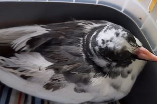 Když si jdeš vyzvednout balík do Z-boxu a vrátíš se se zmoklým holubem - Médium.cz