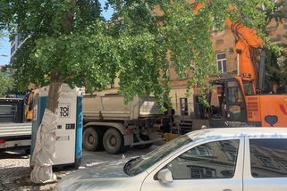 Brno kvůli kanalizaci pokácí třicetiletý jinan. Místní se tomu snaží zabránit - Novinky