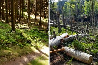 Lesy Českého Švýcarska před kůrovcovou kalamitou a po ní na srovnávacích fotografiích - Médium.cz