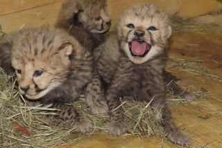 Olomoucká zoo má po dvanácti letech gepardí mláďata. Hned šesterčata - Novinky
