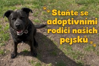 I na dálku můžete změnit psí osud. Zkuste virtuální adopci a pomozte útulku | Útulek DogPlanet Mělník