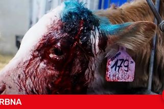 Veganští aktivisté opět zveřejnili násilné záběry z kravínů, viní Agrofert