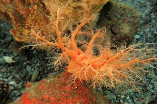 Nejsou mrtvé ani živé. Vědci u mořské okurky narazili na biologickou záhadu