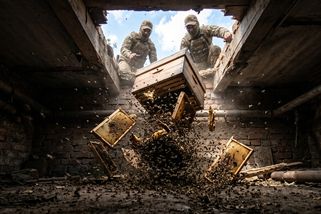 Blíží se Mezinárodní den včel. Co všechno včely dokážou na ukrajinské frontě? - Médium.cz