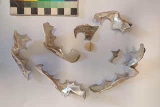 Archeologové v Židenicích narazili na stopy po staré výrobně knoflíků
