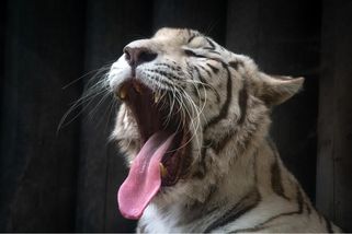 Proč už nechcete chovat bílé tygry, ptají se návštěvníci. Liberecká zoo vysvětluje
