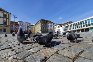 Holubí válka v Brně. Zrůdo, chcípni i s rodinou, píšou lidé místostarostce kvůli odchytu - Novinky