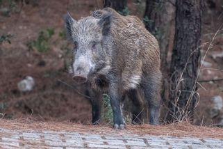 Na finsko-ruské hranici uvázly stovky divokých prasat - Novinky