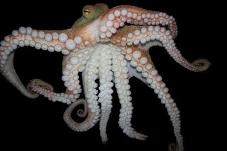 Velký útěk chobotnice Inky: Houdini s chapadly unikl z akvária a potrubím uprchl do oceánu - Médium.cz