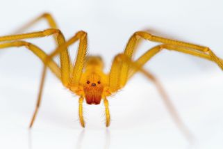 Chilský jedovatý pavouk se objevil v Evropě: Jeho kousnutí zprvu nebolí, ale může způsobit nekrózu - Médium.cz