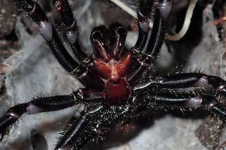 Sklípkanec jedovatý patří k nejnebezpečnějším pavoukům světa. Jeho jed je pro člověka silně toxický - Médium.cz