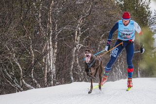 Zlato z mistrovství světa ve skijöringu přivezl do Česka pes Sonny - Novinky