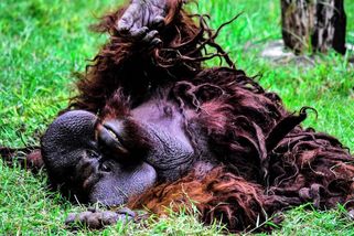 Osiřelý orangutan byl tak sklíčený, že se báli o jeho život. Pak se zkamarádil s toulavým psem - Médium.cz