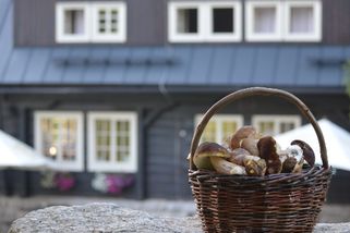 V Česku je takové sucho, že chodit na houby nemá smysl - Seznam Zprávy