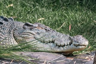 Krokodýl mořský: největší zabiják na planetě může vážit tunu a loví i žraloky