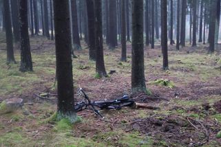 Senior narazil v lese na Českobudějovicku do stromu. Na místě zemřel - Novinky