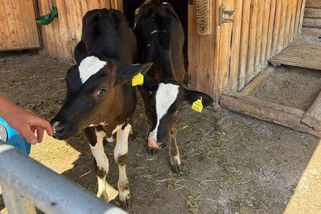 ‚Jen ze statku se žít nedá.‘ Tyrolští farmáři podřizují práci celý život, musí ale hledat nové zdroje příjmů