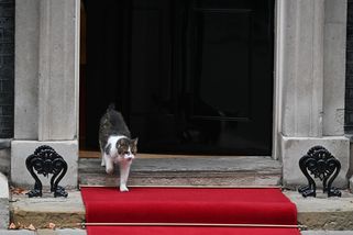 Fotky: Z útulku do Downing Street. Kocour Larry vyhlíží už sedmého premiéra - Seznam Zprávy
