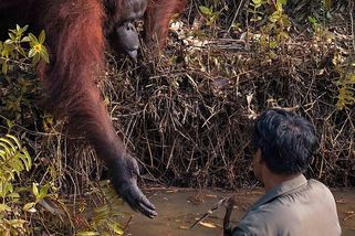 Brodil se ve vodě plné nebezpečných hadů. Pomocnou ruku mu podal orangutan - Médium.cz