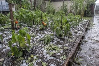 Na Česko se ženou silné bouřky s kroupami. Jednoduchá vychytávka ochrání záhony a úrodu