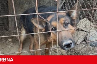 Vykrmení psi přežívali v šílených podmínkách, Vietnamci je nejspíš chovali pro maso