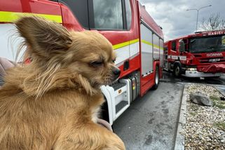 Na parkovišti před Ikeou v Praze vzplálo auto, prodavačka z něj zachránila psa - Novinky