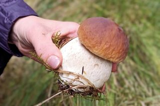 Houbaři, na značky! Sezóna právě začíná - Médium.cz