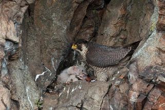 Zkáza sokolů ve Žďárských vrších. Všechna tři mláďata zahubil vrcholový noční predátor - Novinky