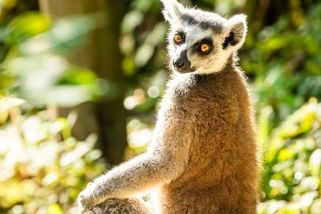 Uprchlý lemur si pochutnával na třešních v zahradě domu u ostravské zoo - Novinky