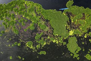 Fotky: Nenáročná akvarijní kytka z Asie zamořila rybářskou vesnici - Seznam Zprávy