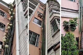 Kaktus rostoucí až do šestého patra nádherně vykvetl - Novinky