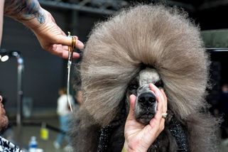 FOTO: Nezvyklí modelové, záleží na každém chlupu. Prahu ovládla soutěž psích kadeřníků - Novinky