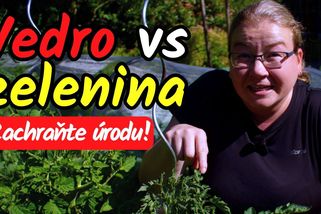 Zachraňte zeleninu, než bude pozdě! Co dělat při vlně veder? | Šikulio Zahrada