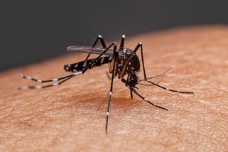 V Londýně se poprvé rozmnožil tropický komár přenášející dengue a virus zika - Seznam Zprávy
