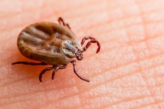 Rostlina, kterou klíšťata k smrti nenávidí. Stačí ji usušit a zalít horkou vodou – domácí účinný repelent je na světě