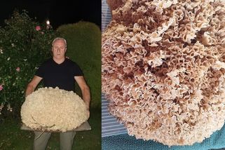 Neuvěřitelný nález. Houbař na Tachovsku objevil patnáctikilového kotrče - Novinky