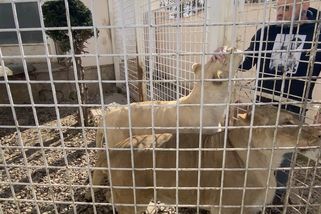Chybějící papíry, odstraněné drápy. Úřady se snaží Vémolovi zabavit lvici - Seznam Zprávy