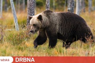 U Prahy byl dnes opět spatřen medvěd. Pátrá po něm i policejní vrtulník
