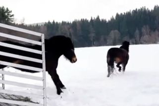 Na Šumavě je nová rezervace divokých koní - Novinky