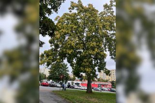 Vzrostlý a zdravý strom s obvodem kmene přes dva metry půjde k zemi