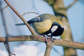 Z Česka mizí původní druhy ptáků. Na Moravě se objevili papoušci, experti bijí na poplach