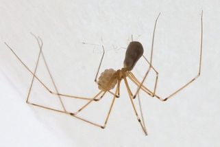 Drobné tělo, ale přemůže i pokoutníka. Dlouhé nohy, ale sekáč to není. Třesavku velkou si hýčkejte - Médium.cz