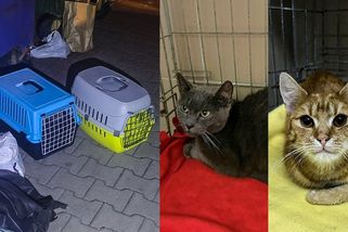 Lidé se zbavují nechtěných koťat jako smetí. Vyhodí je v přepravce u popelnic