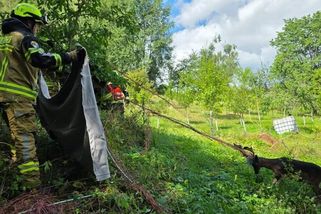 Mladý daněk se zamotal parožím v elektrickém ohradníku na zahradě v Lomnici nad Popelkou
