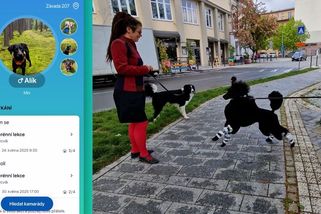 Ostravské trenérky učí psovštinu. Aby lidé věděli, co si psi mezi sebou povídají | Novinky.cz: Koktejl