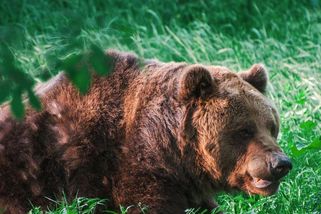 Medvědích útoků přibývá, podívejte se, kde hrozí. Při setkání jednu věc určitě nedělejte