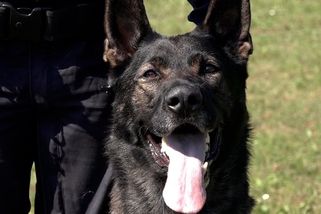 Nepotřebný služební pes k prodeji: Inzerát zlínských policistů vyvolal bouři, schytali tvrdou kritiku