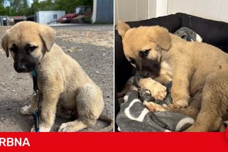 Nemocné štěně někdo vyhodil do příkopu, Edu se už zachránit nepodařilo