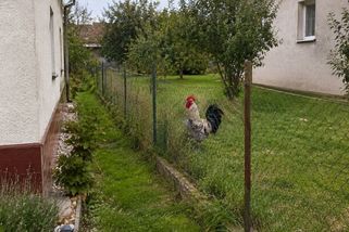 Sousedův kohout ho budil každou noc. Libor situaci vyřešil jednou provždy