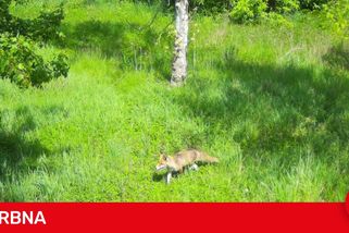 Ulicemi Brna chodí lišky i divoká prasata. Vědci zmapovali jejich zvyklosti